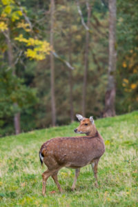 One female Manchurian sika deer or Dybowski's sika deer (Cervus nippon mantchuricus or Cervus nippon dybowskii) standing on a meadow on hilly ground. One female Manchurian sika deer or Dybowski's sika deer (Cervus nippon mantchuricus or Cervus nippon dybowskii) standing on a meadow on hilly ground.