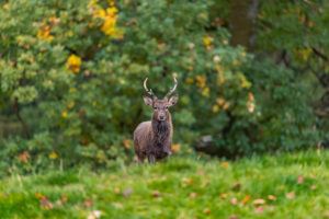 One male Manchurian sika deer or Dybowski's sika deer (Cervus nippon mantchuricus or Cervus nippon dybowskii) standing on a meadow on hilly ground. One male Manchurian sika deer or Dybowski's sika deer (Cervus nippon mantchuricus or Cervus nippon dybowskii) standing on a meadow on hilly ground.