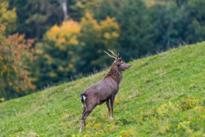 One male Manchurian sika deer or Dybowski's sika deer (Cervus nippon mantchuricus or Cervus nippon dybowskii) standing on a meadow on hilly ground. One male Manchurian sika deer or Dybowski's sika deer (Cervus nippon mantchuricus or Cervus nippon dybowskii) standing on a meadow on hilly ground.