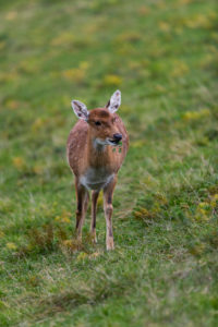 One female Manchurian sika deer or Dybowski's sika deer (Cervus nippon mantchuricus or Cervus nippon dybowskii) standing on a meadow on hilly ground. One female Manchurian sika deer or Dybowski's sika deer (Cervus nippon mantchuricus or Cervus nippon dybowskii) standing on a meadow on hilly ground.