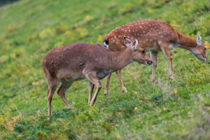 Two female Manchurian sika deer or Dybowski's sika deer (Cervus nippon mantchuricus or Cervus nippon dybowskii) standing on a meadow on hilly ground. Two female Manchurian sika deer or Dybowski's sika deer (Cervus nippon mantchuricus or Cervus nippon dybowskii) standing on a meadow on hilly ground.