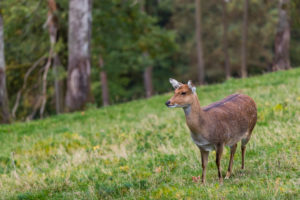One female Manchurian sika deer or Dybowski's sika deer (Cervus nippon mantchuricus or Cervus nippon dybowskii) standing on a meadow on hilly ground. One female Manchurian sika deer or Dybowski's sika deer (Cervus nippon mantchuricus or Cervus nippon dybowskii) standing on a meadow on hilly ground.