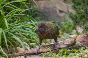 One Kea, Nestor notabilis, standing in green vegetation, feeding on something.New Zealand One Kea, Nestor notabilis, standing in green vegetation, feeding on something.New Zealand