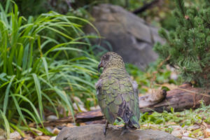 One Kea, Nestor notabilis, standing in green vegetation, feeding on something.New Zealand One Kea, Nestor notabilis, standing in green vegetation, feeding on something.New Zealand