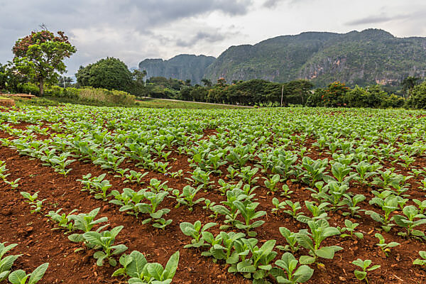 tobacco mauritius Bildagentur | mauritius images