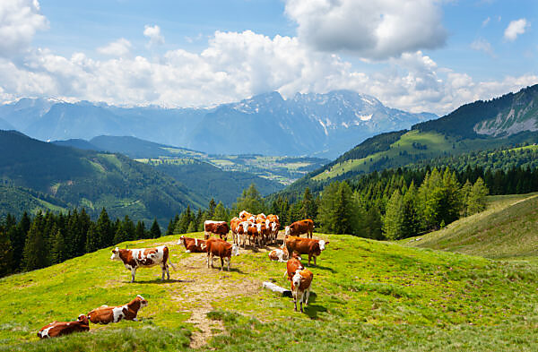Almwiese mit Kühen und Alpenlandschaft in Salzburg