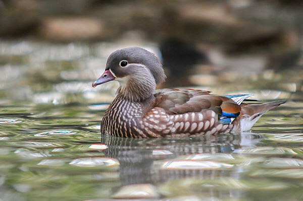 Bildagentur Mauritius Images Male Mandarin Duck Aix Galericulata Swimming This Duck Is Native To Eastern Siberia China And Japan Where It Is Found Inhabiting Forests With Ponds Or Fast Flowing