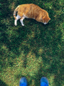 Lazy red cat, Desenzano, Italy