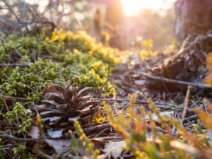 Germany, Close-up of pine cone lying on ground in Upper Palatinate Forest Germany, Close-up of pine cone lying on ground in Upper Palatinate Forest