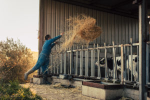 Young farmer wearing blue overall while feeding straw to calves on his farm Young farmer wearing blue overall while feeding straw to calves on his farm
