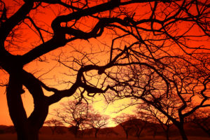 Eswatini, Silhouettes of bare trees against fiery sky at sunset Eswatini, Silhouettes of bare trees against fiery sky at sunset