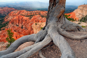 USA, Utah, Roots of dead tree in Bryce Canyon National Park USA, Utah, Roots of dead tree in Bryce Canyon National Park