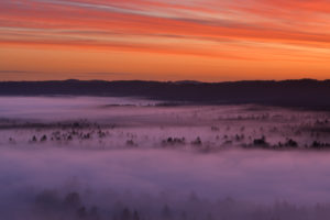 Germany, Bavaria, Pupplinger Au, Forest shrouded in thick fog at moody dawn Germany, Bavaria, Pupplinger Au, Forest shrouded in thick fog at moody dawn