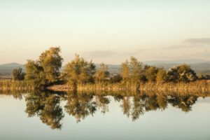 Scenic view of calm swamp and trees against clear sky during sunset Scenic view of calm swamp and trees against clear sky during sunset