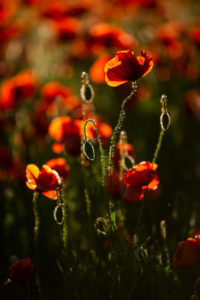 Red poppies in field at sunset Red poppies in field at sunset