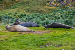 UK, South Georgia and South Sandwich Islands, Grytviken, Colony of southern elephant seals (Mirounga leonina) UK, South Georgia and South Sandwich Islands, Grytviken, Colony of southern elephant seals (Mirounga leonina)