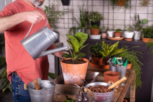 Mature man watering fiddle-leaf fig plant at nursery Mature man watering fiddle-leaf fig plant at nursery