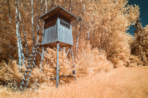 Wooden tower surrounded by orange foliage in a tranquil forest setting