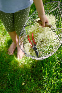 Child gathering elderflowers with pruning shears in garden