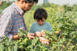 Father and child picking currants in a vegetable garden in summer