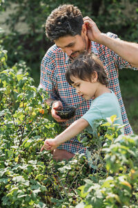 Father and son picking currants in a vegetable garden outdoors