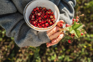 Child holding bowl of wild strawberries in forest wearing sweater