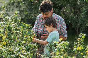 Father and son picking currant berries together in a summer garden