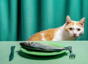 Cat staring at raw fish on green plate with humorous setting
