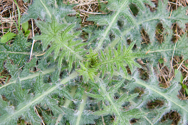 Bildagentur | mauritius images | Distel