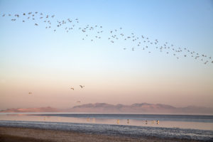 American avocet, morning light, Great Salt Lake, Antelope Island, Utah American avocet, morning light, Great Salt Lake, Antelope Island, Utah