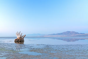 Antelope Island, tree stump, Great Salt Lake, Utah, the USA Antelope Island, tree stump, Great Salt Lake, Utah, the USA