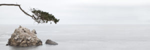 California, Pacific coast, Carmel, Point Lobos State Park, pine, rock California, Pacific coast, Carmel, Point Lobos State Park, pine, rock