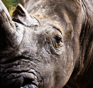 Serengeti Park, Hodenhagen, white rhinoceros, portrait Serengeti Park, Hodenhagen, white rhinoceros, portrait