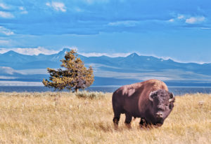 The USA, Wyoming, Yellowstone National Park, bison The USA, Wyoming, Yellowstone National Park, bison