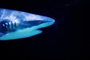 Aquarium, blacktip reef shark Aquarium, blacktip reef shark