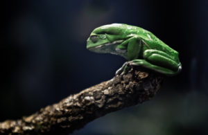 Terrarium, Australian green tree frog, Terrarium, Australian green tree frog,