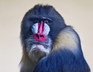Mandrill, portrait Mandrill, portrait
