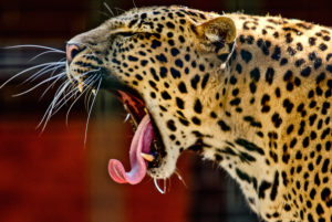Leopard, yawning, portrait, from the side Leopard, yawning, portrait, from the side
