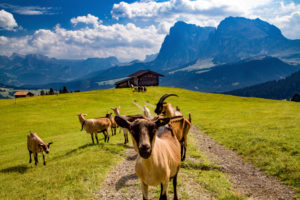 Italy, South Tyrol, Alpe di Siusi, herd of goats Italy, South Tyrol, Alpe di Siusi, herd of goats