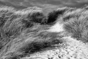 The North Sea, island, Sylt, dune grass The North Sea, island, Sylt, dune grass