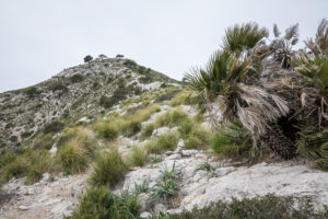 View to the summit of the Talaia d'Alcúdia, hike on the peninsula Alcudia, Mallorca, Balearic Islands, Spain View to the summit of the Talaia d'Alcúdia, hike on the peninsula Alcudia, Mallorca, Balearic Islands, Spain