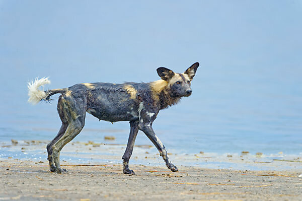 Race trophies for Red Bull Racing. Korean Grand Prix, Sunday 14th October  2012. Yeongam, South Korea Stock Photo - Alamy