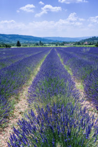 Villars, Vaucluse, Provence-Alpes-Côte d'Azur, France, Lavender fields in Provence Villars, Vaucluse, Provence-Alpes-Côte d'Azur, France, Lavender fields in Provence