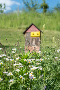 Wild meadow with insect hotel in the background Wild meadow with insect hotel in the background
