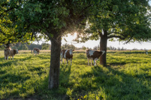 Güttersbach, Mossautal, Hessen, Germany. Cows in a pasture near Güttersbach. Güttersbach, Mossautal, Hessen, Germany. Cows in a pasture near Güttersbach.