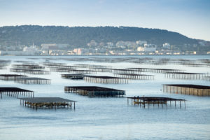 Oyster beds, Etang de Thau, Canal du Midi, France, France Oyster beds, Etang de Thau, Canal du Midi, France, France
