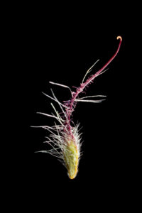 mammillaria perezdelarosae Mammillaria perezdelarosae. Grafted – Cyprus Cactus main image 1