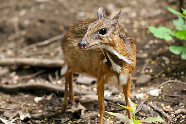 Java Mouse Deer Scale Example Java Mouse Deer Size