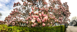 Blossoming magnolia tree, (Magnolia) Blossoming magnolia tree, (Magnolia)