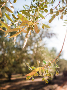 Olive groves in Greece, olive trees, olive branch, olive trees in sunset Olive groves in Greece, olive trees, olive branch, olive trees in sunset